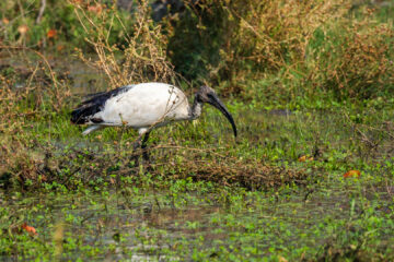 20.9.2022 - Moremi, Paradise Pools, Sacred Ibis (Heiliger Ibis)