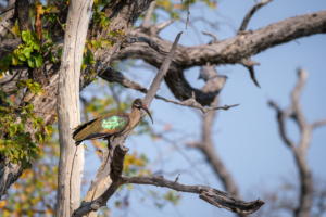 20.9.2022 - Moremi, Paradise Pools, Hadada Ibis (Hagedasch ;-)