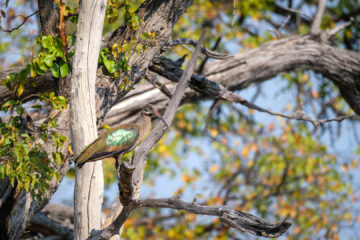 20.9.2022 - Moremi, Paradise Pools, Hadada Ibis