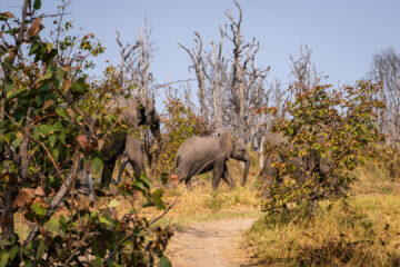 20.9.2022 - Moremi, Paradise Pools, Elefphant crossing