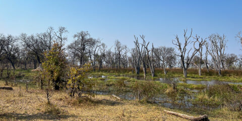 20.9.2022 - Moremi, Paradise Pools