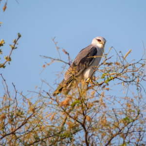 Botswana 2022 – Birdwalk Xakanaxa