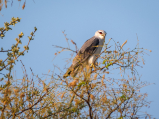 Botswana 2022 – Birdwalk Xakanaxa