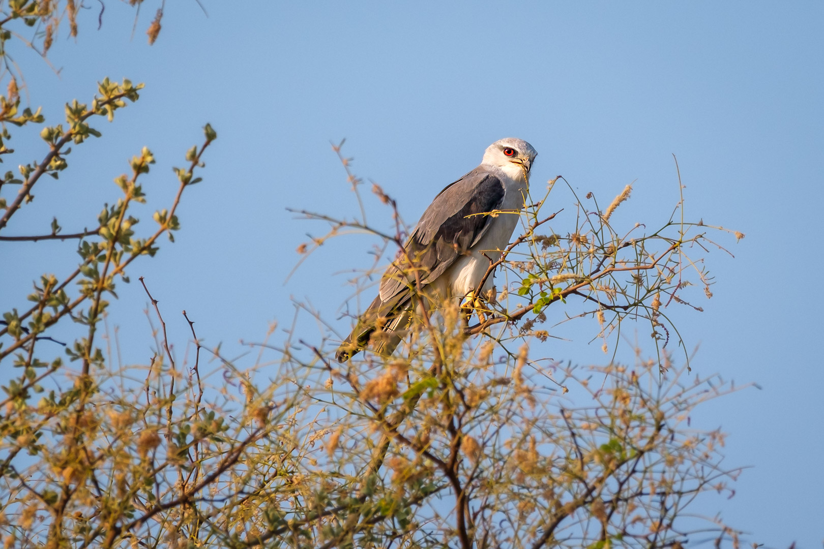 20.9.2022 - Moremi, Xakanaxa Bird Walk, Black-winged Kite (juvenile) (Gleitaar)