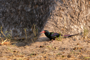 20.9.2022 - Moremi, Xakanaxa Bird Walk, Green Wood-Hoopoe (Baumhopf)