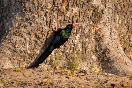 20.9.2022 - Moremi, Xakanaxa Bird Walk, Green Wood-Hoopoe