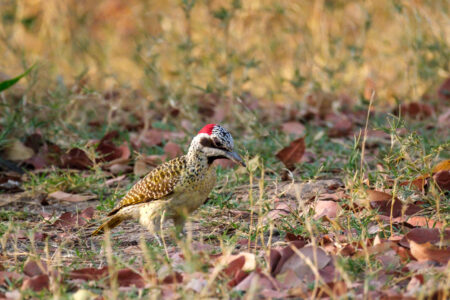 20.9.2022 - Moremi, Xakanaxa Bird Walk, Bearded Woodpecker (Namaspecht)