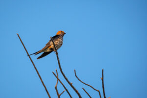 20.9.2022 - Moremi, Xakanaxa Bird Walk, Lesser Striped Swallow (Maidschwalbe)