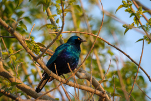 20.9.2022 - Moremi, Xakanaxa Bird Walk, Greater Blue-eared Starling (Grünschwanz-Glanzstar)