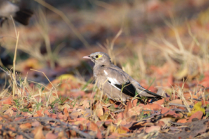 21.9.2022 - Moremi Xakanaxa Campsite 5, Wattled Starling (Lappenstar)