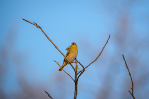 21.9.2022 - Moremi Xakanaxa Campsite 5, Village Weaver (Dorfweber)