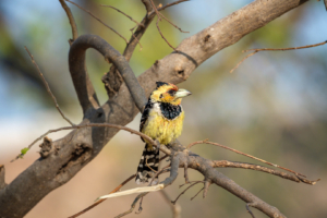 21.9.2022 - Moremi Xakanaxa Campsite 5, Crested Barbet (Hauben-Bartvogel)