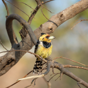 Botswana 2022 – Xakanaxa, Birdwalk 2. Tag