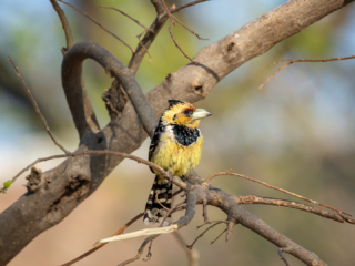 Botswana 2022 – Xakanaxa, Birdwalk 2. Tag Botswana 2022 – Xakanaxa, Birdwalk 2. Tag