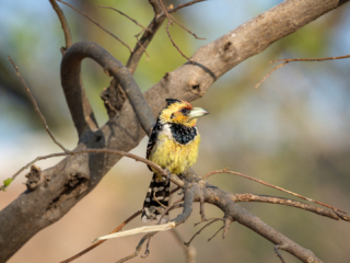 Botswana 2022 – Xakanaxa, Birdwalk 2. Tag