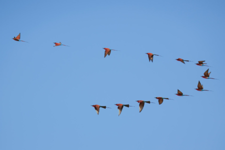 21.9.2022 - Moremi Xakanaxa, Bird Walk, Carmine Bee-eater