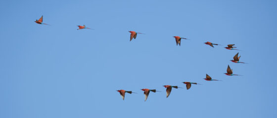 21.9.2022 - Moremi Xakanaxa, Bird Walk, Carmine Bee-eater