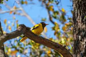 21.9.2022 - Moremi Xakanaxa, Bird Walk, Black-headed Oriole (Maskenpirol)