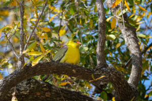 21.9.2022 - Moremi Xakanaxa, Bird Walk, Green Pigeon (Rotnasen-Grüntaube)