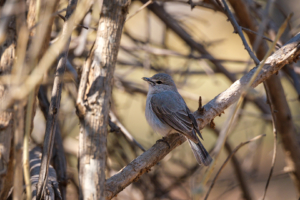 21.9.2022 - Moremi Xakanaxa, Bird Walk, Ashy Flycatcher (Hartlaub-Schnäpper)