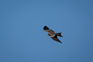 21.9.2022 - Moremi Xakanaxa, Bird Walk, Yellow-billed Kite