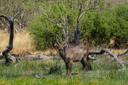 21.9.2022 - Moremi Xakanaxa, Gamedrive Jesses &amp; Sitshi Pool, Waterbuck