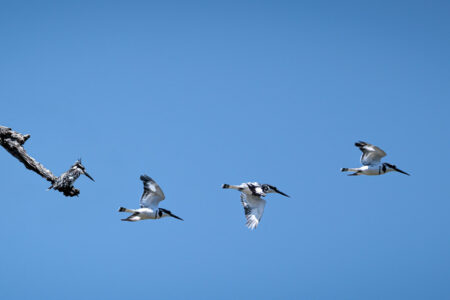 21.9.2022 - Moremi Xakanaxa, Gamedrive Jesses & Sitshi Pool, Pied Kingfisher (Graufischer)