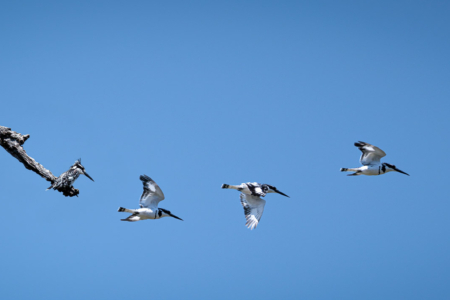 21.9.2022 - Moremi Xakanaxa, Gamedrive Jesses &amp; Sitshi Pool, Pied Kingfisher (Graufischer)