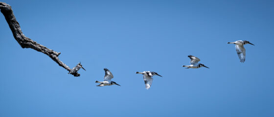 21.9.2022 - Moremi Xakanaxa, Gamedrive Jesses & Sitshi Pool, Pied Kingfisher (Graufischer)