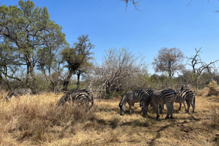 21.9.2022 - Moremi Xakanaxa, Gamedrive Jesses &amp; Sitshi Pool
