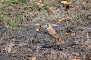 21.9.2022 - Moremi Xakanaxa, Gamedrive Jesses & Sitshi Pool, Plain-backed Pipit (Braunrückenpieper)