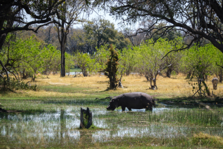 21.9.2022 - Moremi Xakanaxa, Gamedrive Jesses &amp; Sitshi Pool, Hippo grast ausnahmsweise am Tag