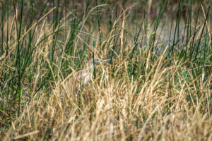 21.9.2022 - Moremi Xakanaxa, Gamedrive Jesses &amp; Sitshi Pool, Squacco Heron (Rallenreiher) Suchbild ;-)