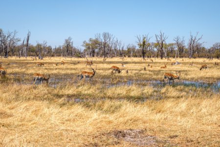 21.9.2022 - Moremi Xakanaxa, Gamedrive Jesses &amp; Sitshi Pool, Red Lechwe