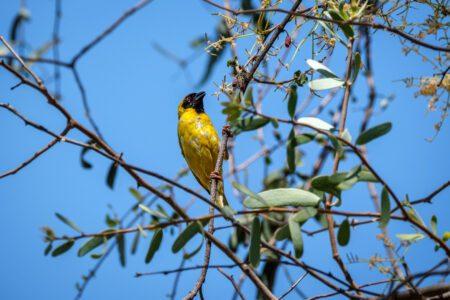 21.9.2022 - Moremi Xakanaxa Camp, Southern Masked-Weaver (m) (Maskenweber)