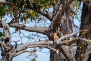 21.9.2022 - Moremi Xakanaxa Campsite 5, African Hoopoe (afrika-Wiedehopf)