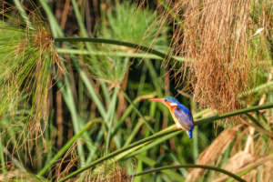 21.9.2022 - Moremi Xakanaxa, Boattrip, Malachite Kingfisher (Haubenzwergfischer)