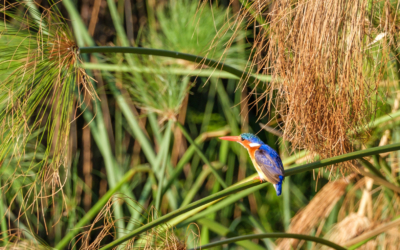 21.9.2022 - Moremi Xakanaxa, Boattrip, Malachite Kingfisher (Haubenzwergfischer)