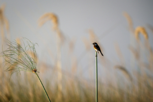 21.9.2022 - Moremi Xakanaxa, Boattrip, African Stonechat (Schwarzkehlchen)