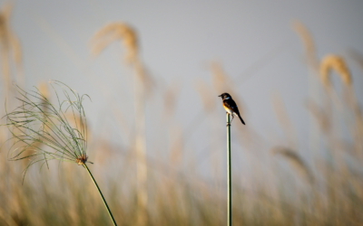 21.9.2022 - Moremi Xakanaxa, Boattrip, African Stonechat (Schwarzkehlchen)