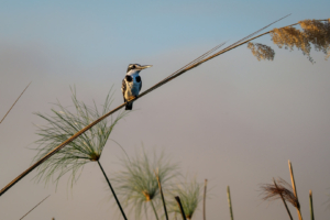 21.9.2022 - Moremi Xakanaxa, Boattrip, Pied Kingfisher (Graufischer)