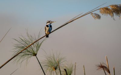 21.9.2022 - Moremi Xakanaxa, Boattrip, Pied Kingfisher (Graufischer)