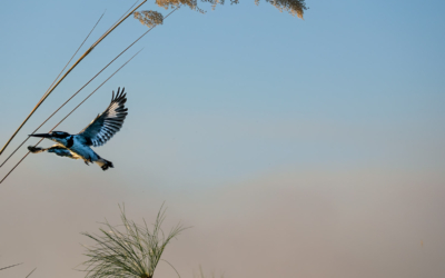 21.9.2022 - Moremi Xakanaxa, Boattrip, Pied Kingfisher