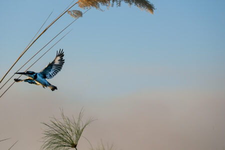 21.9.2022 - Moremi Xakanaxa, Boattrip, Pied Kingfisher