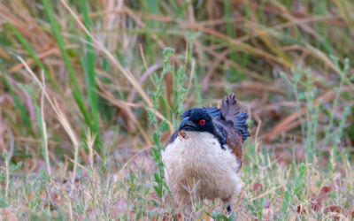 21.9.2022 - Xakanaxa Camp, Coppery-tailed Coucal