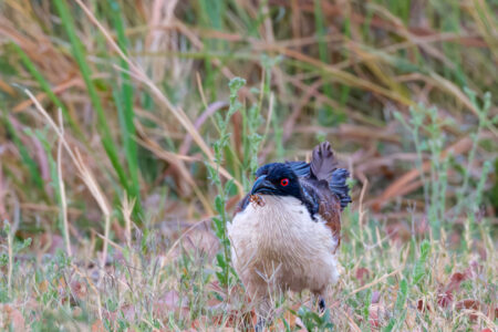 21.9.2022 - Xakanaxa Camp, Coppery-tailed Coucal