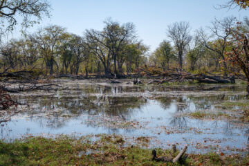 22.9.2022 - Moremi, Wasser-Fahrt zum Dombo Hippo Pool