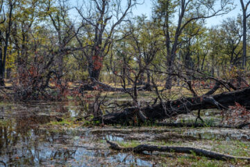 22.9.2022 - Moremi, Wasser-Fahrt zum Dombo Hippo Pool