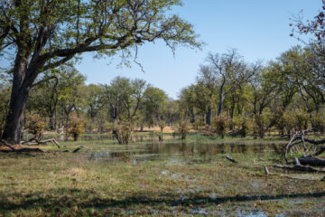 22.9.2022 - Moremi, Wasser-Fahrt zum Dombo Hippo Pool