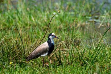 22.9.2022 - Moremi, Dombo Hippo Pool, Long-toed Lapwing